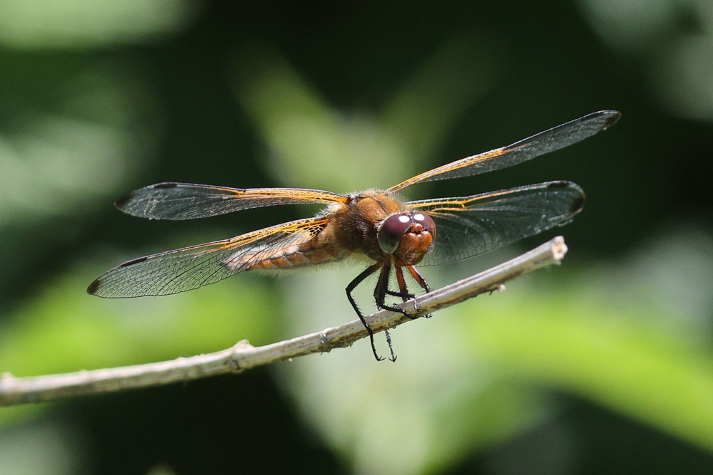 Libellula_fulva
